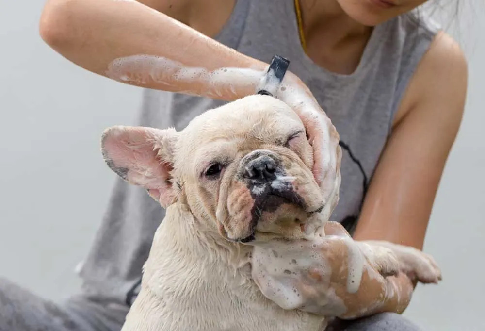 主人正在给法国斗牛犬洗澡