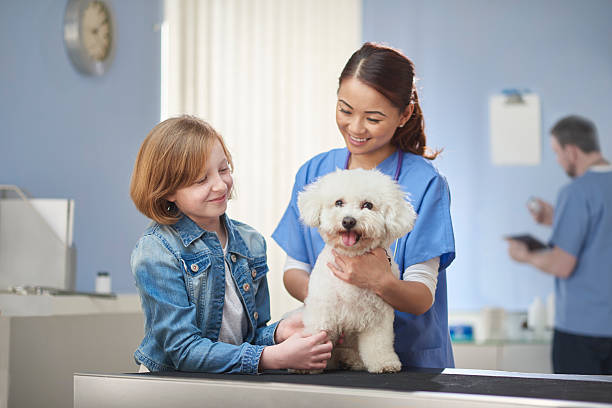 接受健康检查的比熊犬