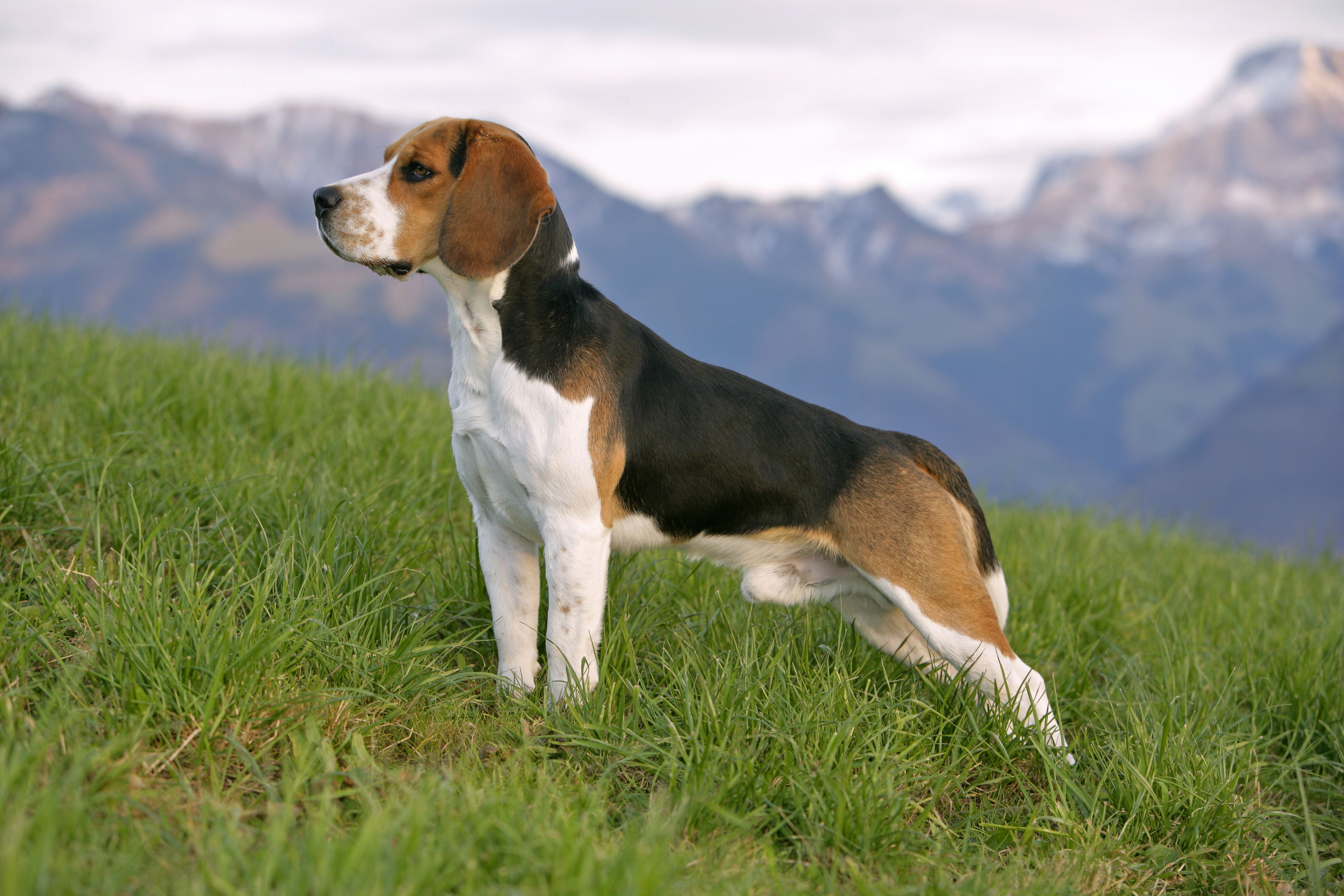 在农村生活的比格犬