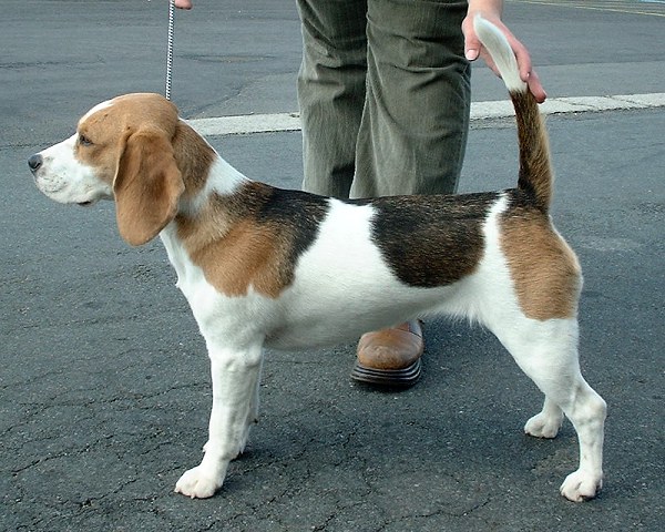 在城市生活的比格犬