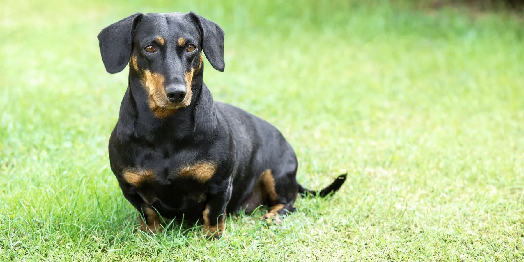 接受“坐下”指令的腊肠犬