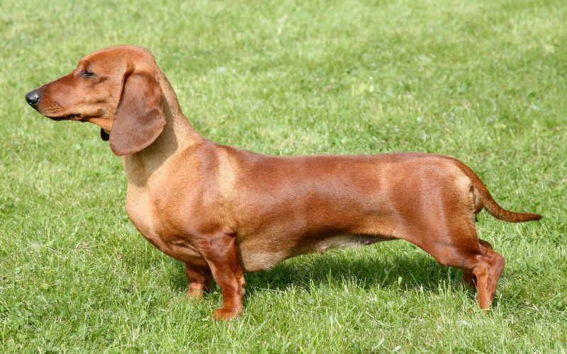 生病后的腊肠犬