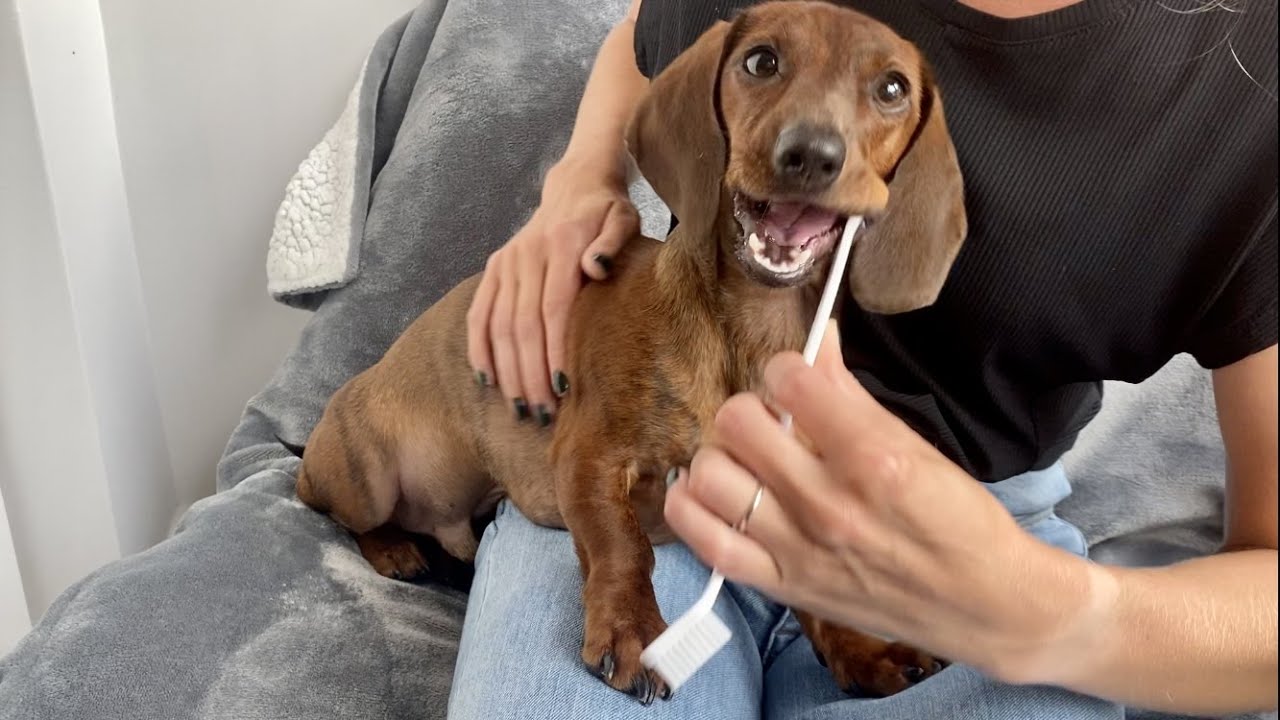 正在刷牙的腊肠犬