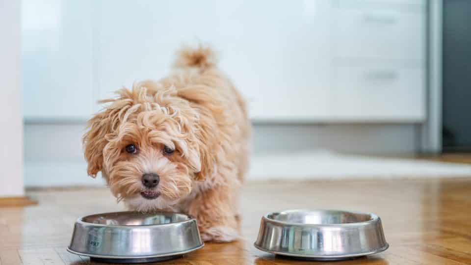 正在吃食物的泰迪犬