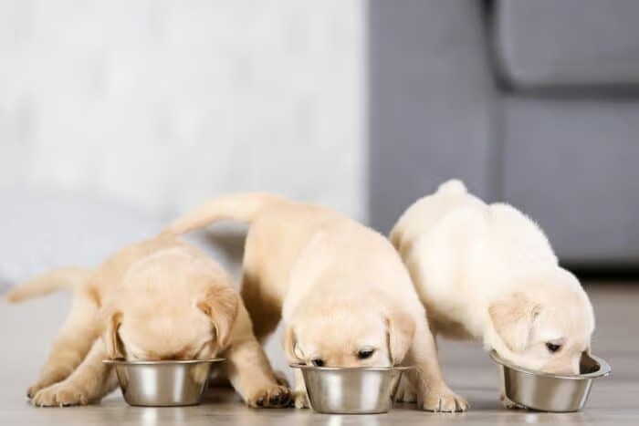 正在吃食物的金毛犬幼犬
