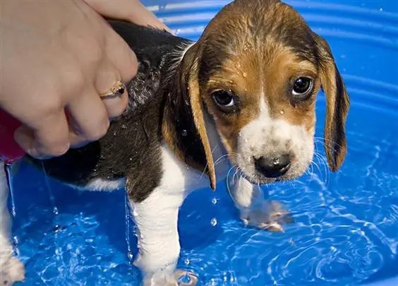主人正在给比格犬幼犬洗澡