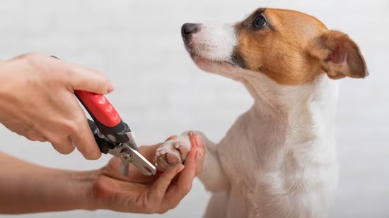 主人在给比格犬修剪指甲