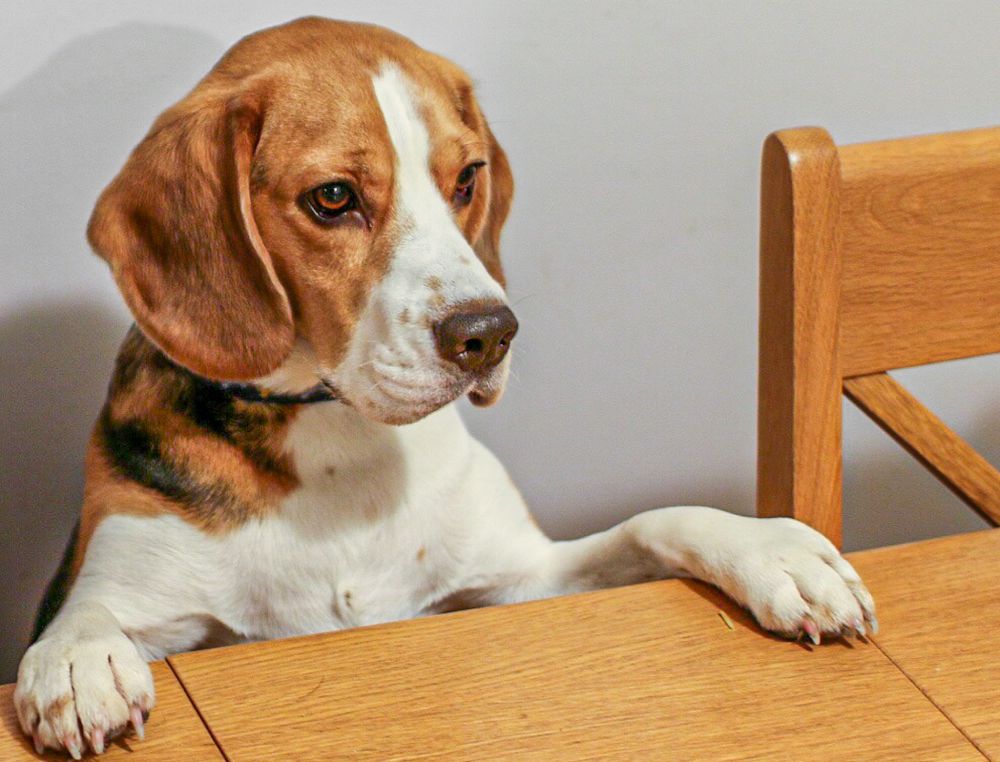 比格犬是否容易产生挑食行为？