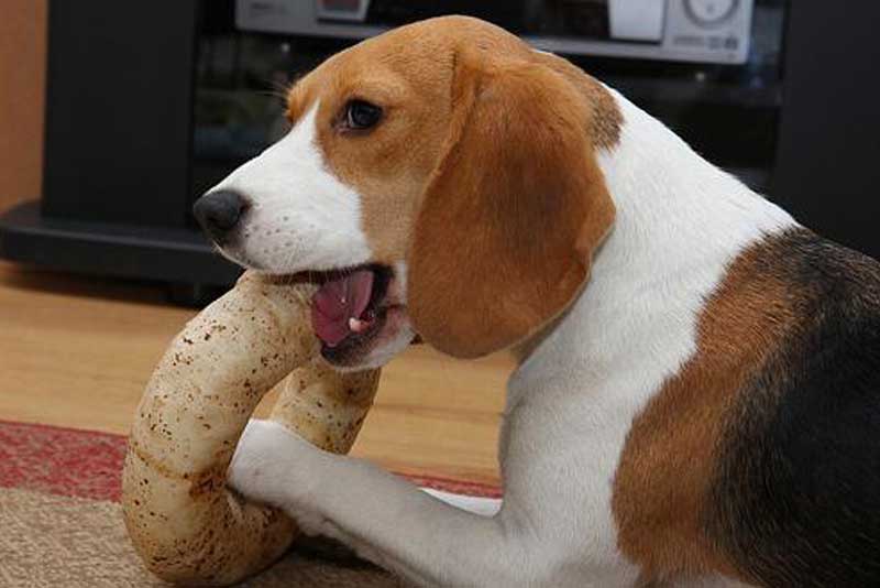 正在吃零食的比格犬