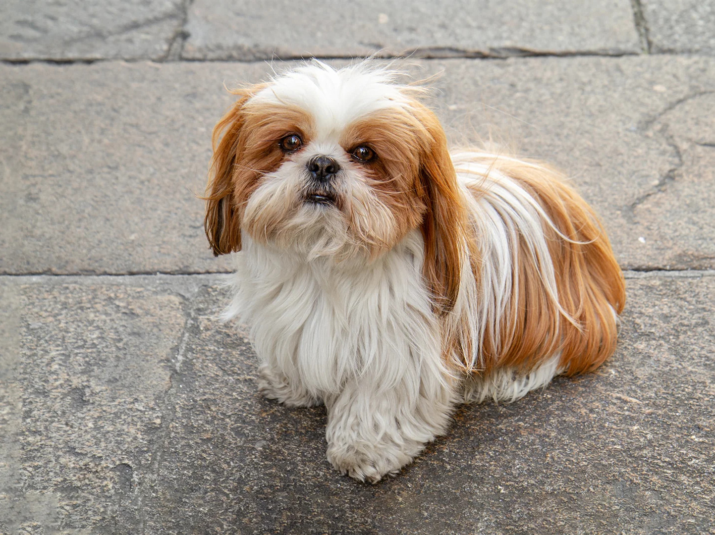 如何训练西施犬不对人吠叫？