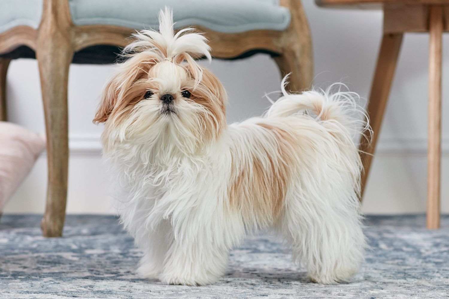 安静状态下的西施犬