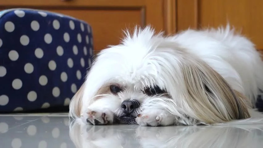 趴在地上休息的西施犬