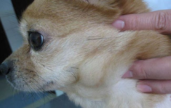 淋巴结肿大的吉娃娃犬