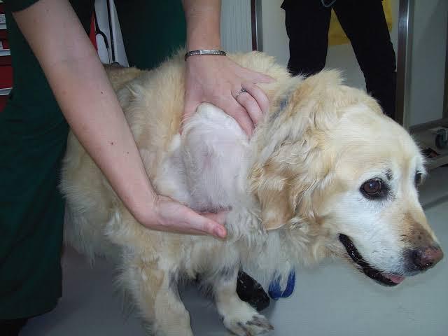 得了淋巴结肿大的金毛犬