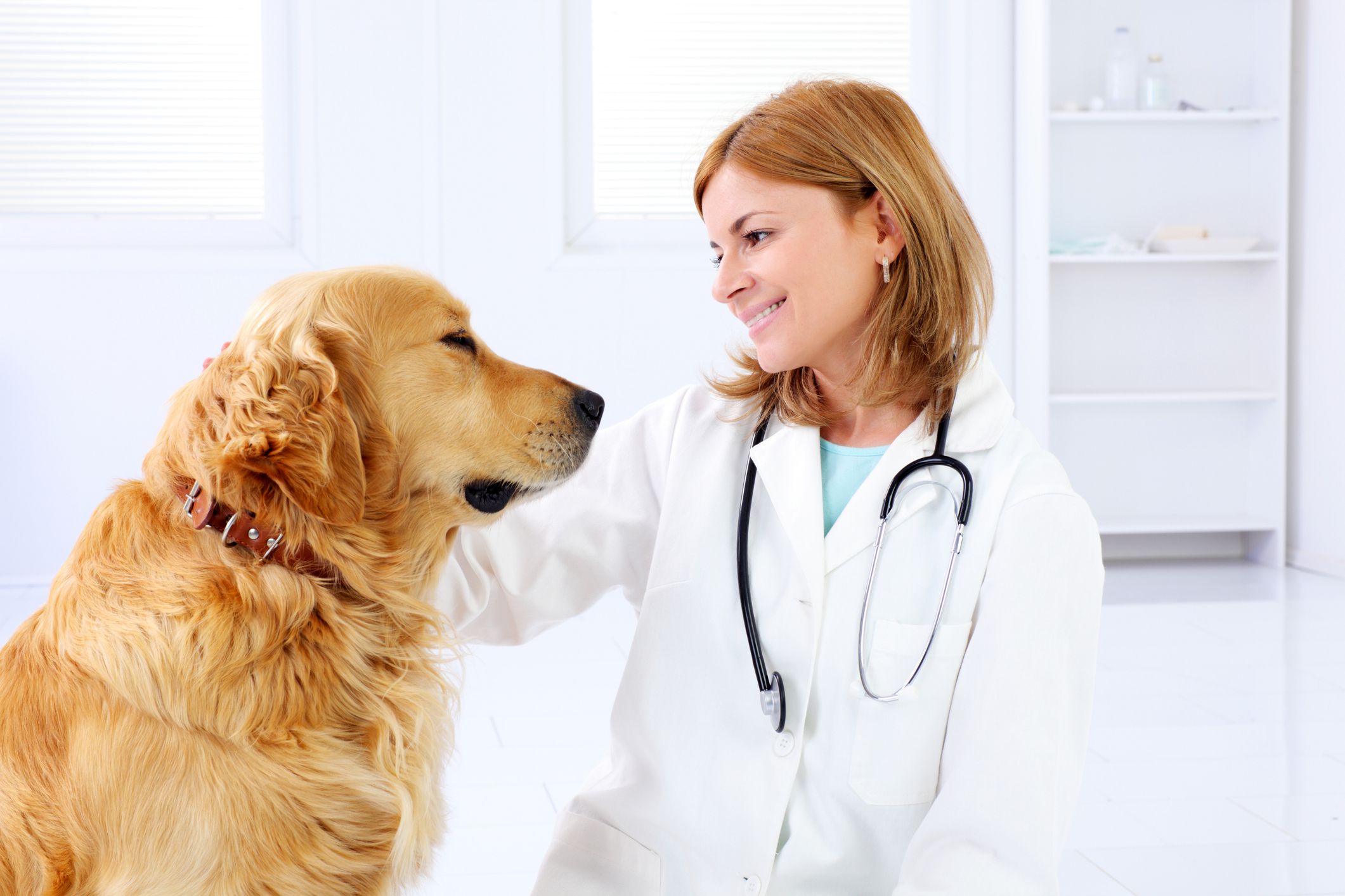 接受身体健康检查的金毛犬