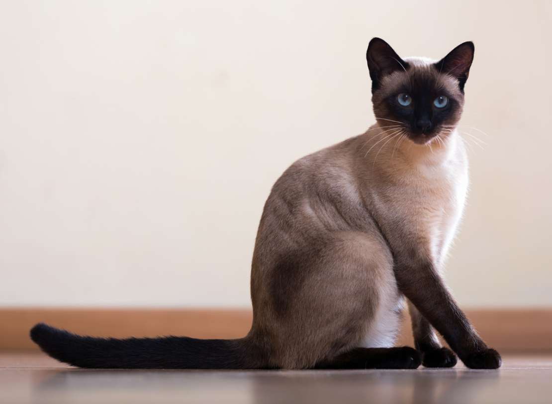 呕吐结束后的暹罗猫