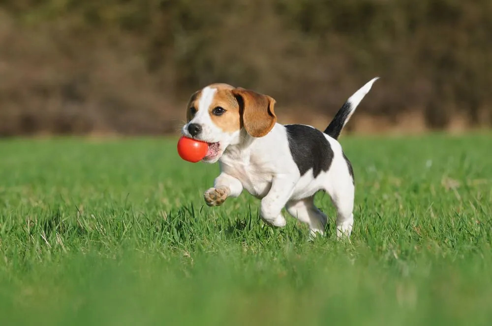 怎样训练比格犬不淘气？