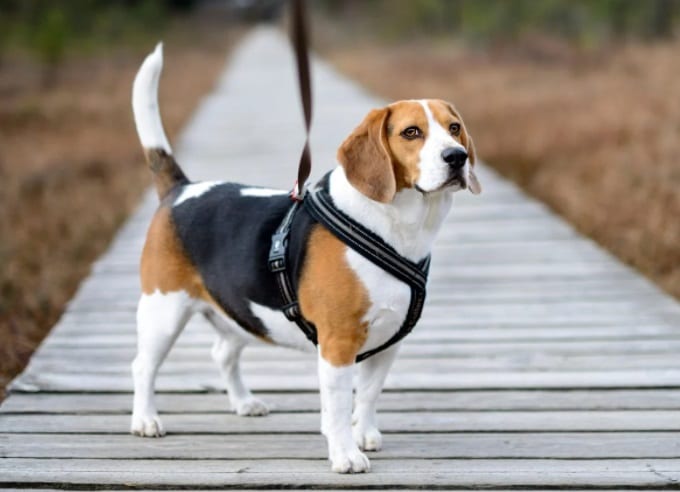 主人带着比格犬出来溜达