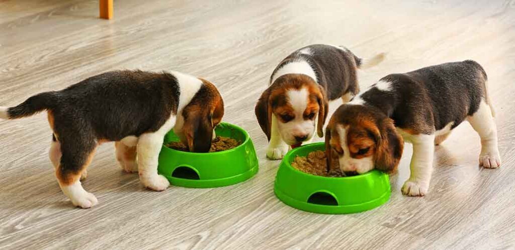 获得食物奖励的比格犬