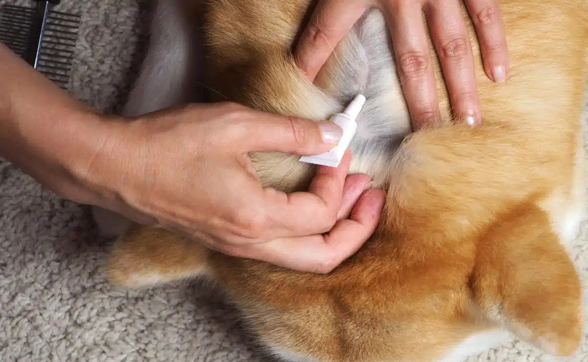 主人正在给狗狗伤口处涂药膏