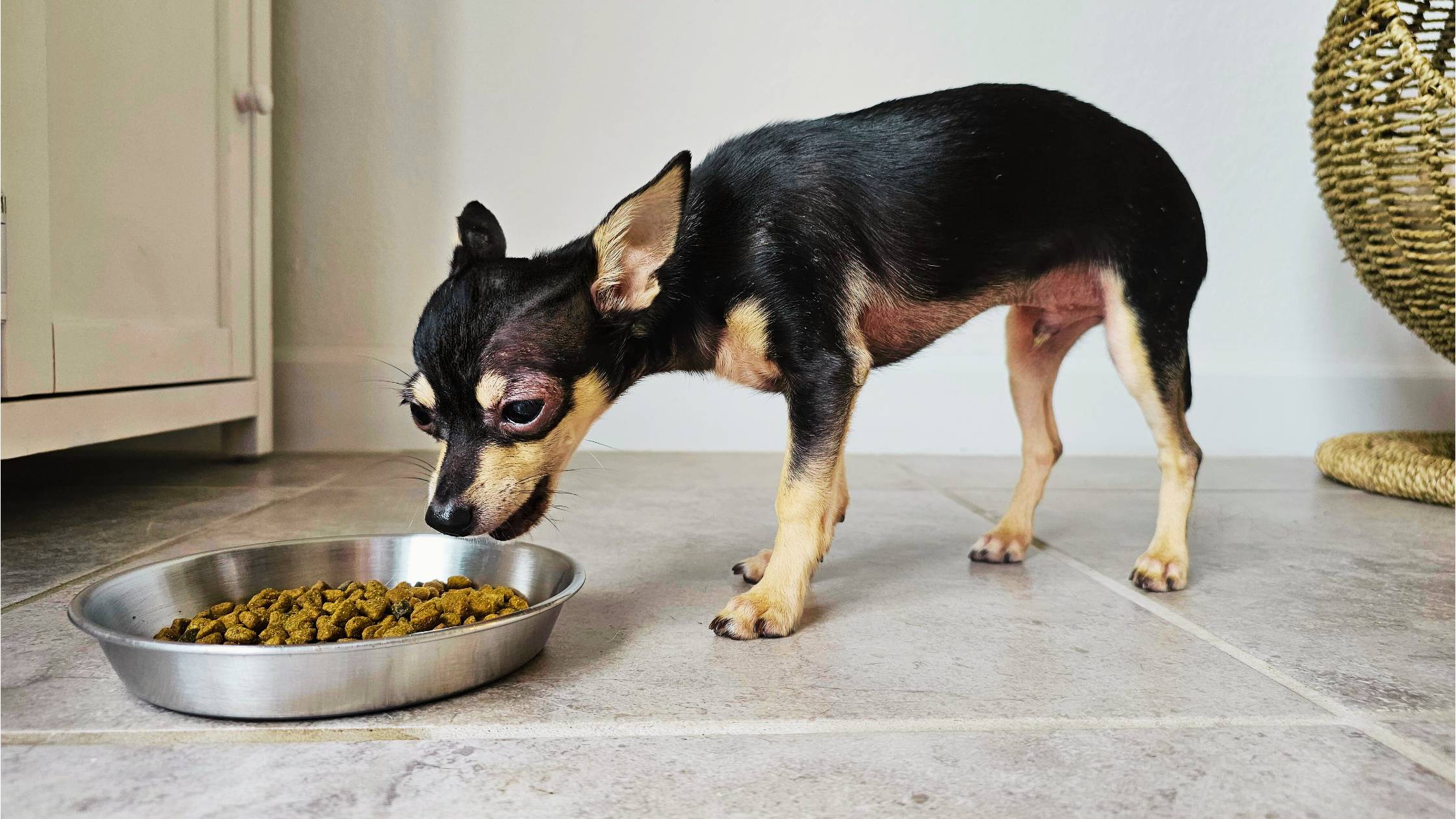 获得奖励的吉娃娃犬