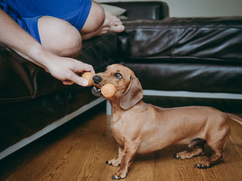 达克斯猎犬与主人互动