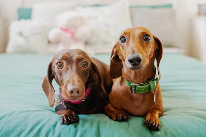 老人饲养的两只达克斯猎犬