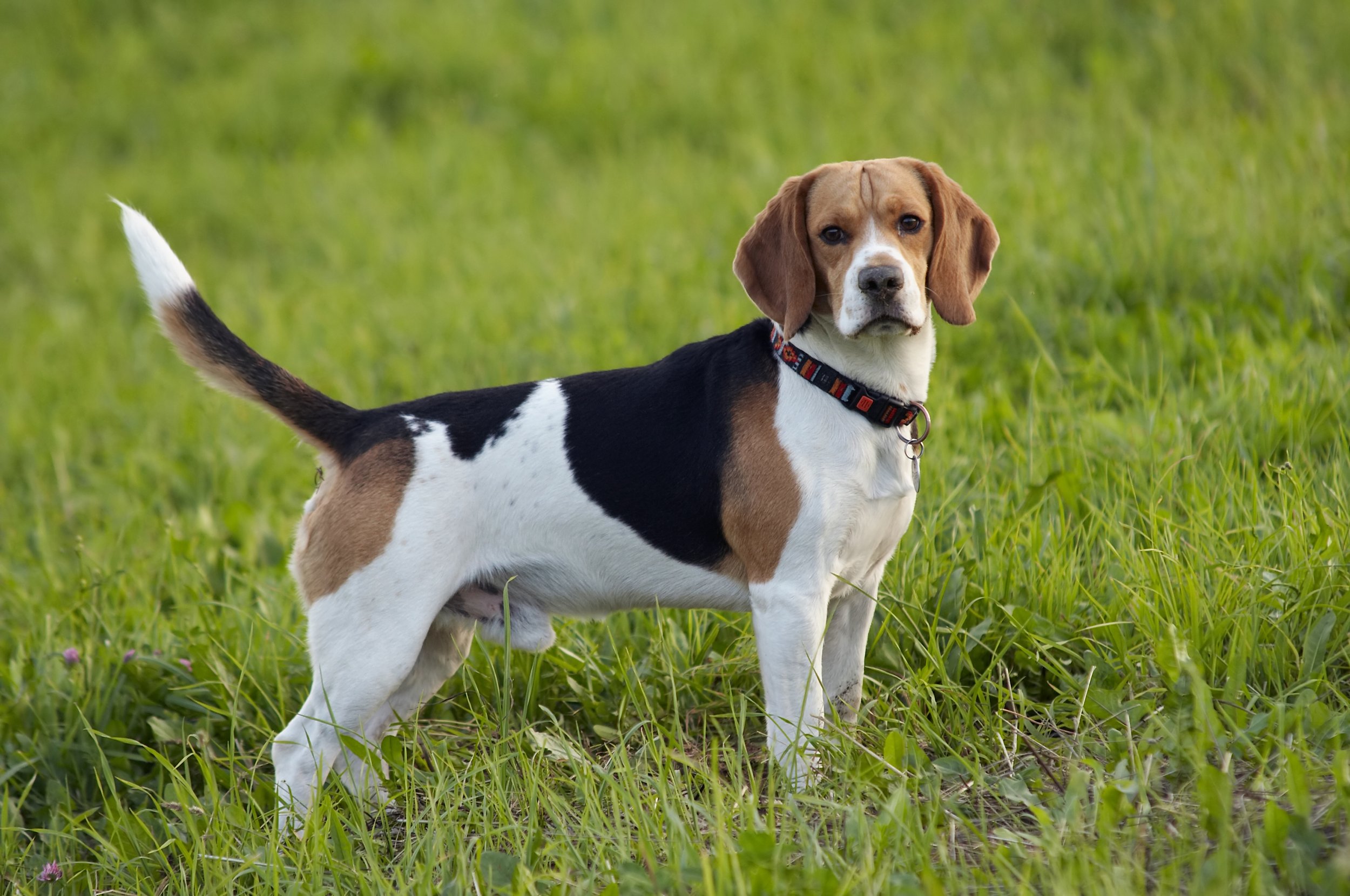 比格犬容易训练吗？
