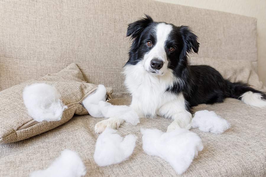 如何教边境牧羊犬安静地在家里玩耍？