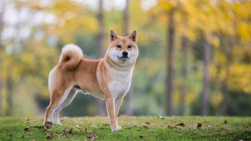 柴犬适合在城市生活吗？