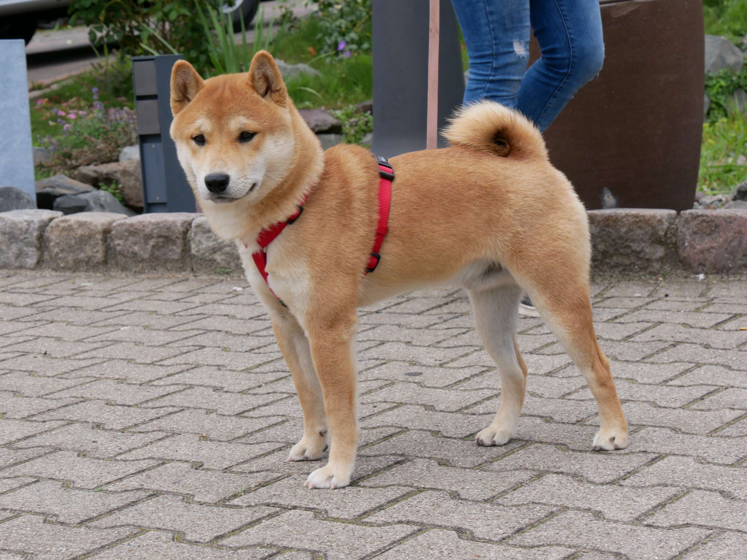 在城市生活的柴犬