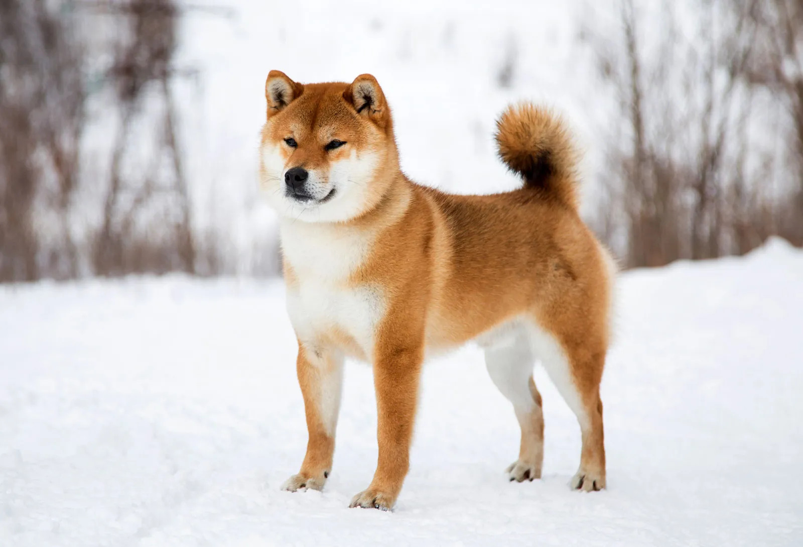 在雪地里的柴犬