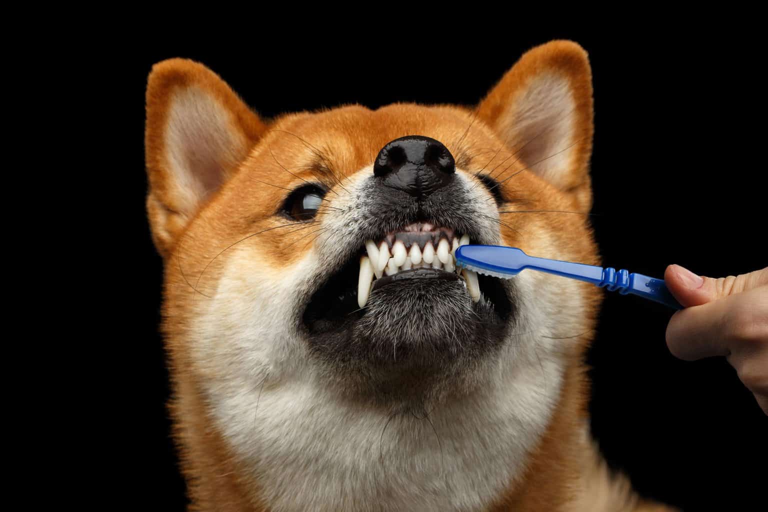 如何处理柴犬的牙齿健康？