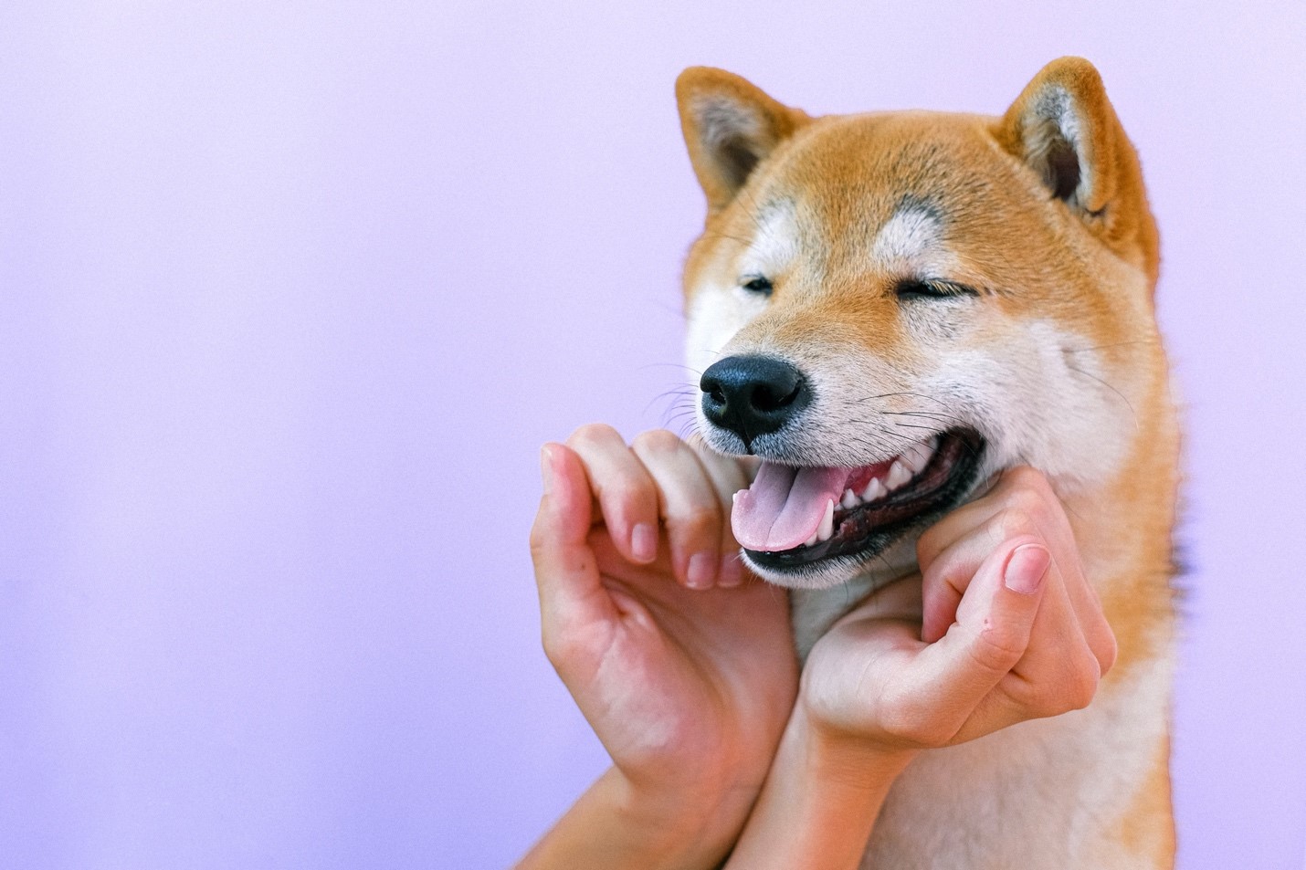 牙齿健康的柴犬