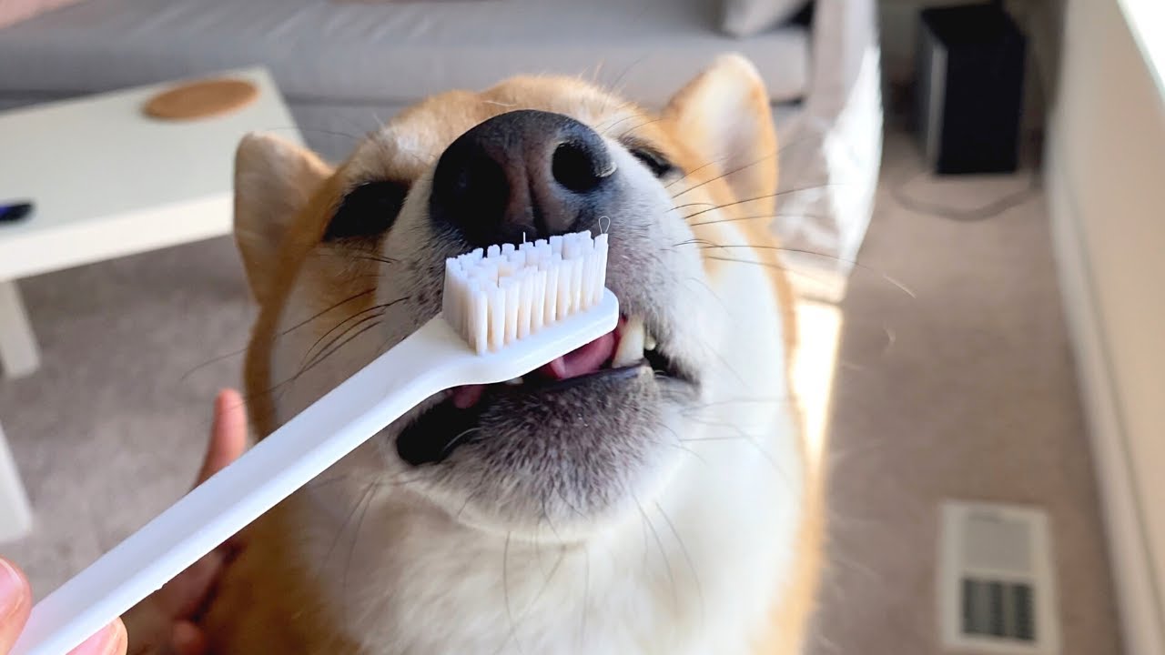 主人正在给柴犬清洁牙齿