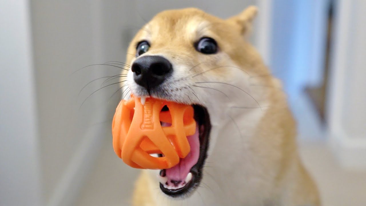 怎么训练柴犬叼东西给主人