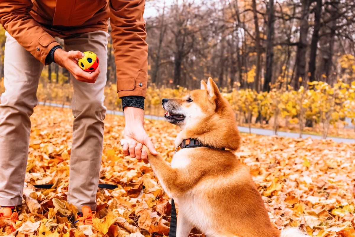 主人拿玩具球给柴犬，训练正式开始