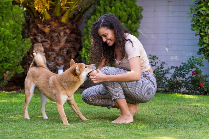 外国女子正在训练柴犬叼东西给自己