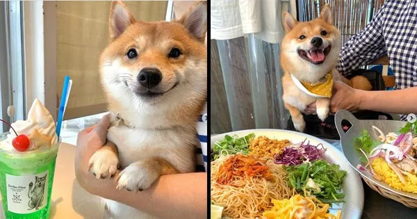 柴犬和它的食物
