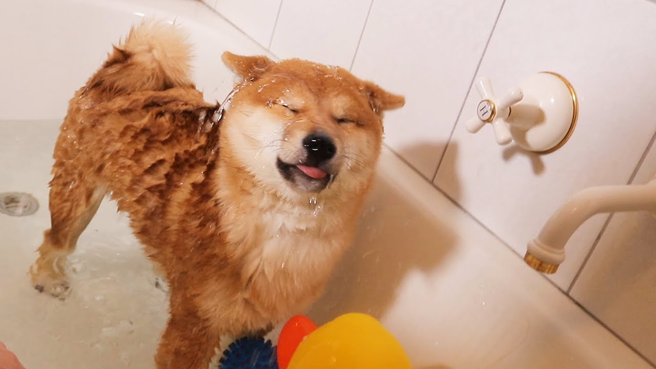 柴犬需要多久洗一次澡？