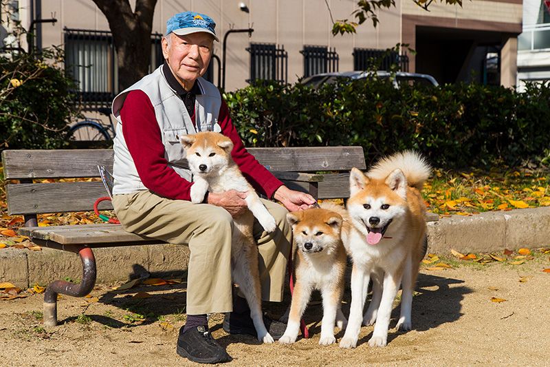 柴犬是否适合老年人养？