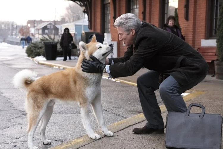 老年人与柴犬互动