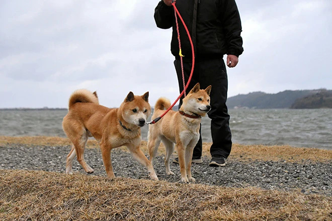 主人带着两只柴犬出去溜达