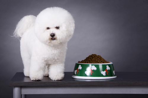 比熊犬与商业狗粮