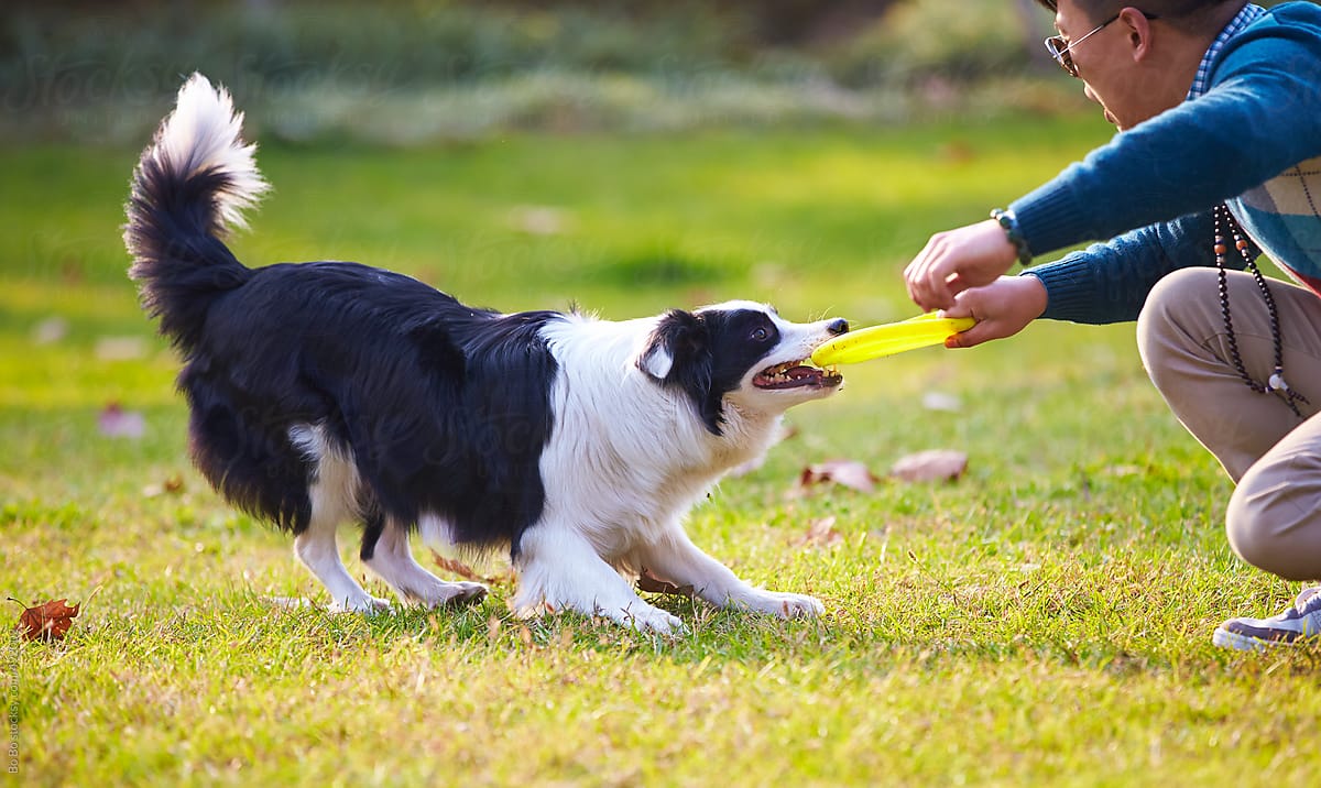 正在接受训练的成年边境牧羊犬