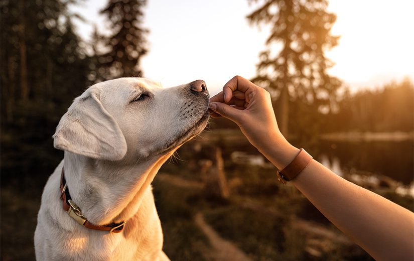 主人正在与成年白色拉布拉多犬互动