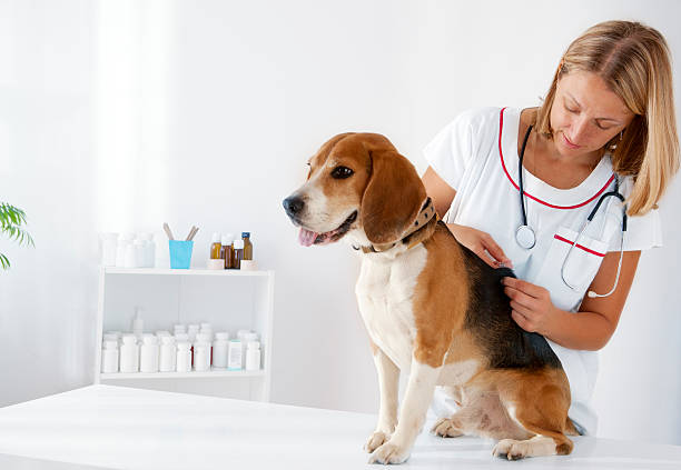比格犬是否需要定期进行骨骼健康检查？