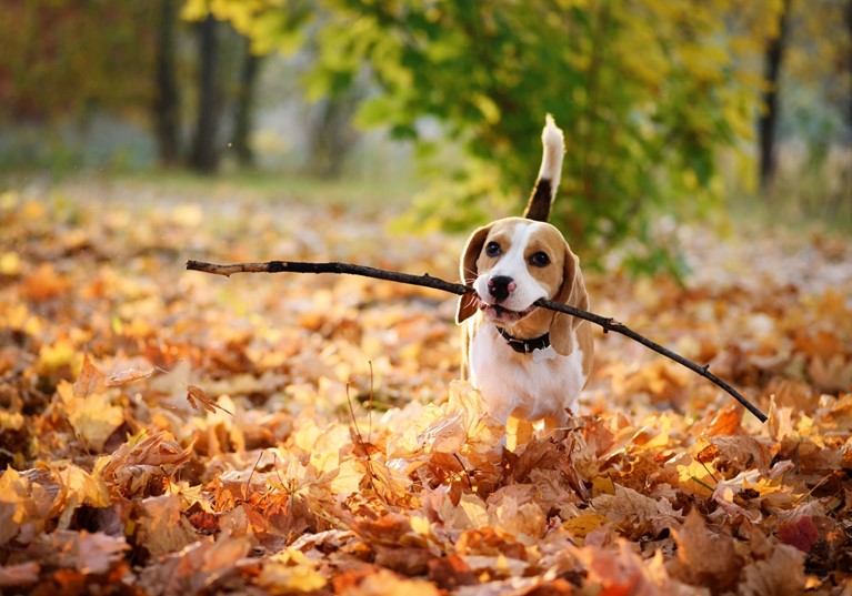 在野外活动的比格犬