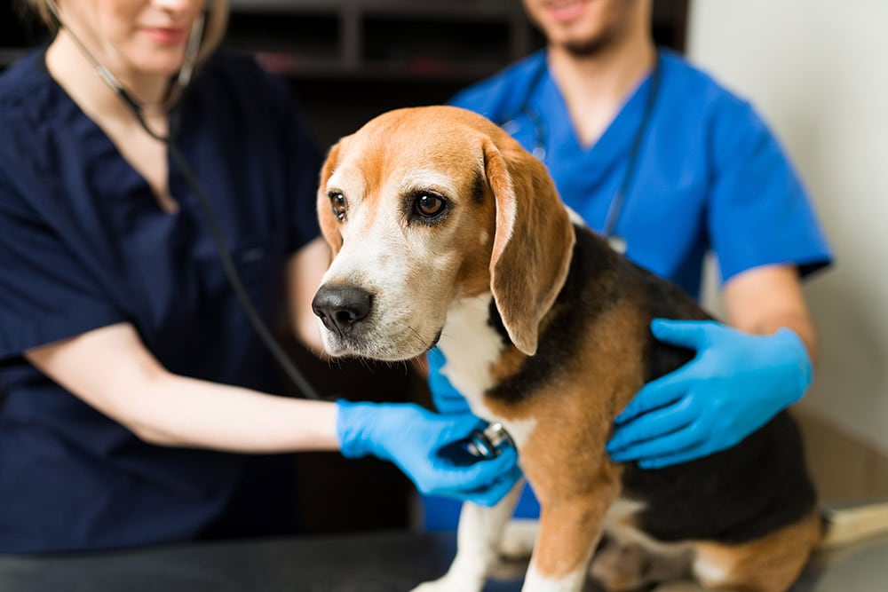 兽医在给比格犬做骨骼健康检查