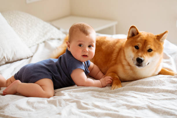 如何预防柴犬的咬人行为？
